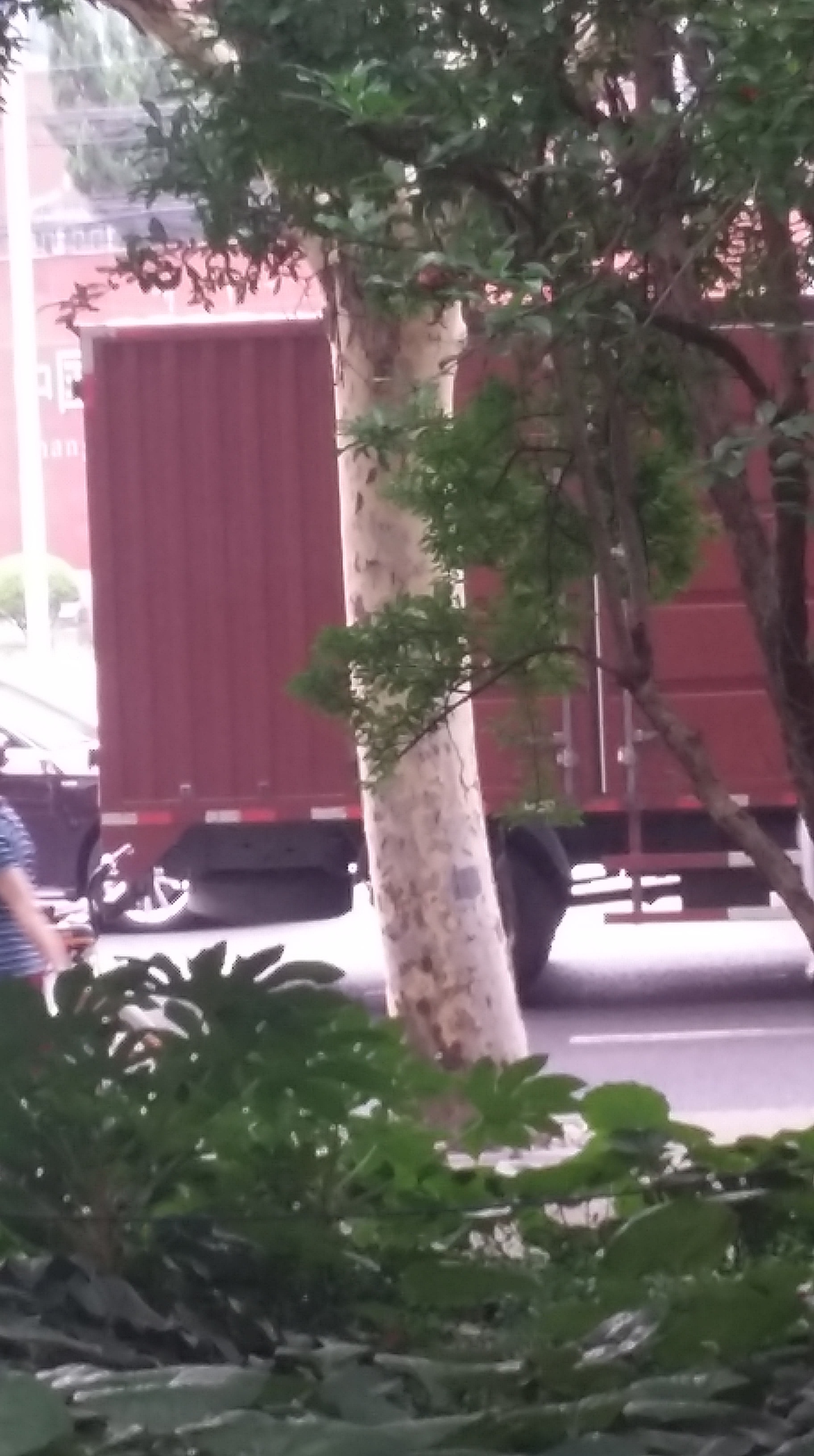 Tronc d'un arbre parasol (pris la nuit, je ferai mieux quand j'aurai le temps